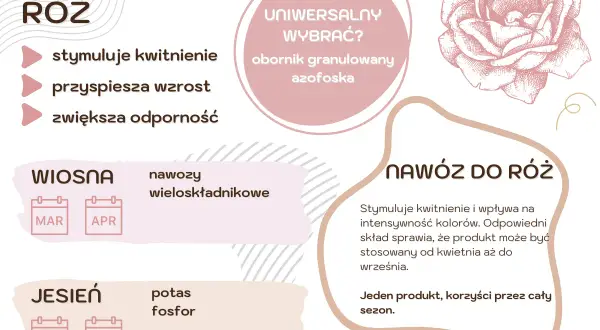 Wskazówki dotyczące nawożenia róż: stymulacja kwitnienia, przyspieszenie wzrostu i zwiększenie odporności. Wiosną nawozy wieloskładnikowe, jesienią potas i fosfor.