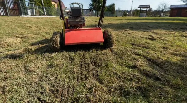 Wertykulator pracuje na trawniku, usuwając filc i przygotowując go do wiosennej pielęgnacji. Widać świeże nacięcia w ziemi.
