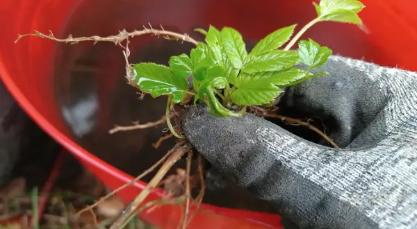 Ręka w rękawicy trzyma sadzonkę podagrycznika. W tle czerwone wiadro z wodą, być może do przygotowania gnojówki z podagrycznika.