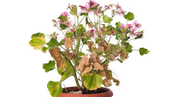 Pelargonia z żółknącymi liśćmi, usychającymi kwiatami. Przyczyny, dlaczego liście pelargonii żółkną, mogą być różne.