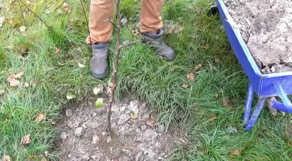 Jesienne przygotowanie gleby: obornik pod drzewka owocowe. Wózek z nawozem czeka obok.