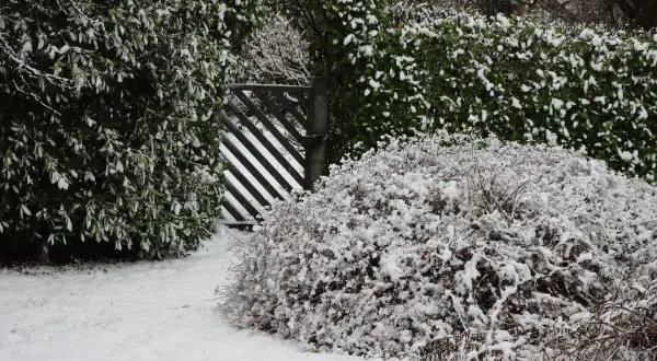 Zimowy ogród z zasypaną śniegiem laurowiśnią i innymi krzewami.