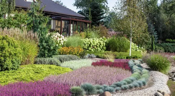 Kolorowy ogród z dominacją roślin wrzosowatych, tworzących barwne dywany. W tle dom z oranżerią.