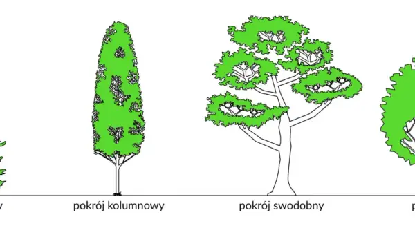 Ilustracja przedstawia cztery drzewa: stożkową jodłę lub świerk, kolumnowy pokrój, swobodny i kulisty.