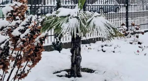 Zimowa sceneria w ogrodzie: palma pod śniegiem, obok uschnięte krzewy.
