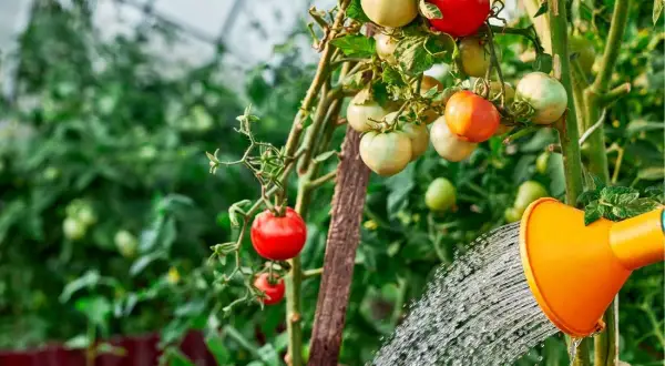 Podlewanie pomidorów w szklarni. Pomarańczowa konewka z wodą podlewa krzak pomidorów z dojrzewającymi owocami.