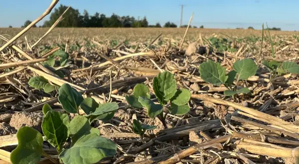 Młode rośliny rzepaku na poplonie, wschodzące między resztkami pożniwnymi. To dobry znak, że rzepak na poplon daje plony i wzbogaca glebę.