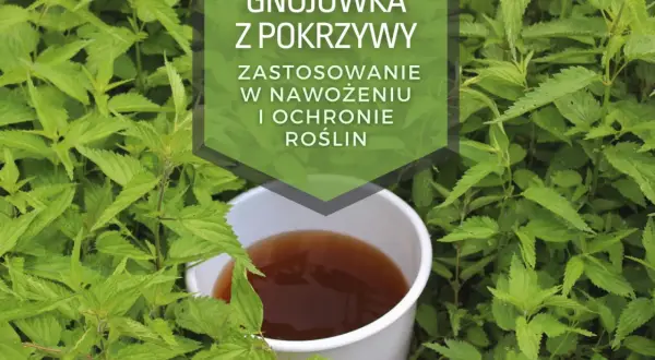 Gnojówka z pokrzywy w wiaderku, otoczona przez świeże pokrzywy. Idealna do nawożenia i ochrony roślin.