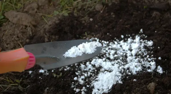 Łopatka rozsypuje biały proszek na ciemnej ziemi. To odkażanie gleby wapnem, przygotowanie do nowego sezonu.