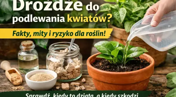 Nawóz z drożdży dla roślin? Na zdjęciu widać składniki do jego przygotowania i podlewanie młodej rośliny.