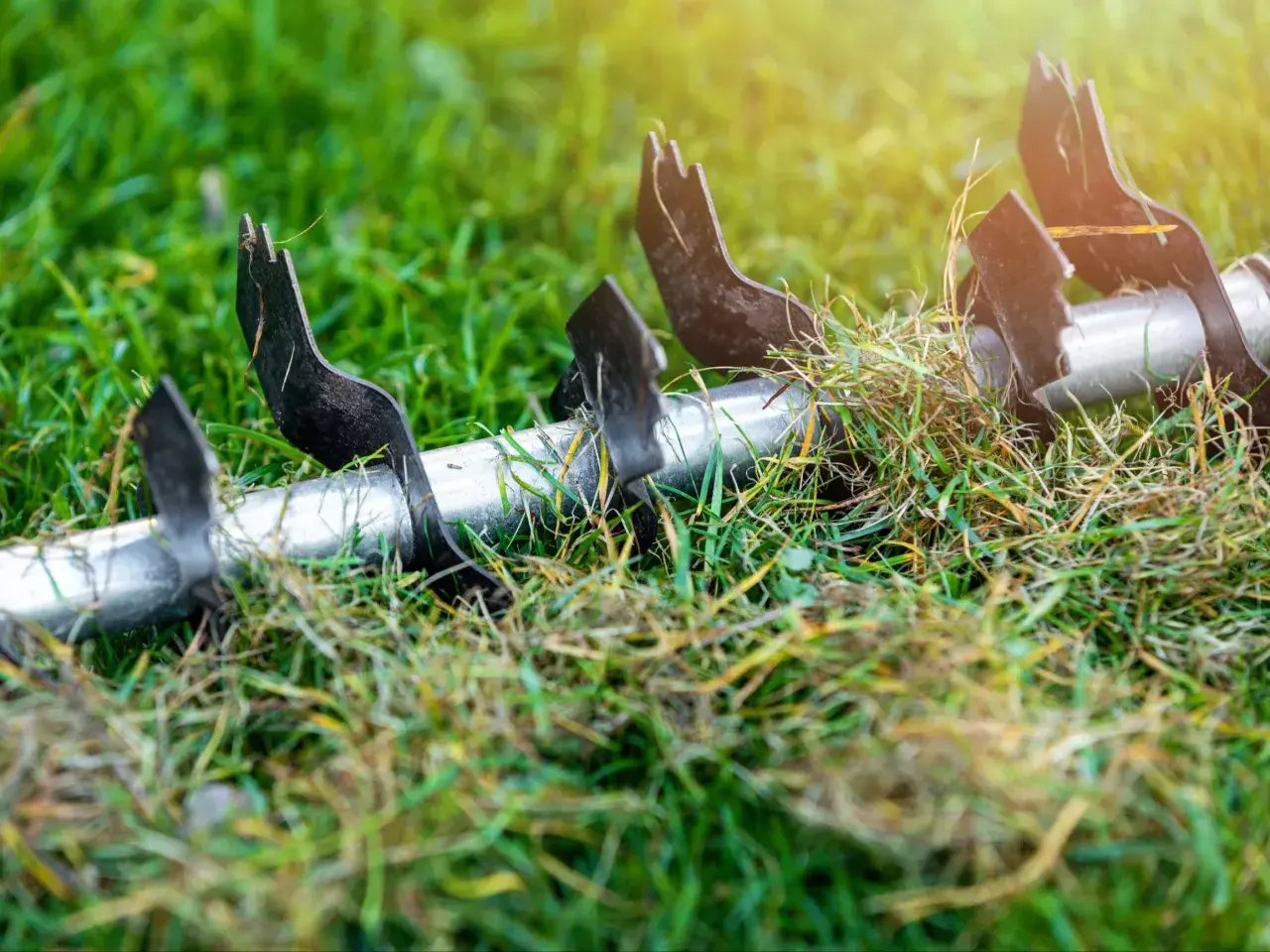 Metalowe ostrza wertykulatora na trawniku, gotowe do pracy. Wertykulacja jesienią to klucz do zdrowej trawy wiosną.