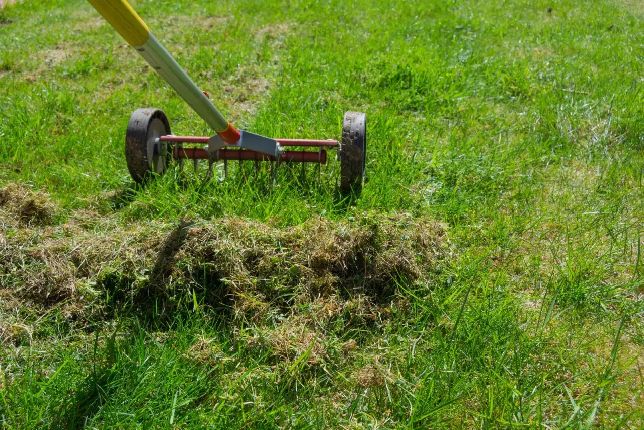 Aerator usuwa filc, by trawa była gęsta. Widać zgrabiałą trawę i narzędzie do pielęgnacji.