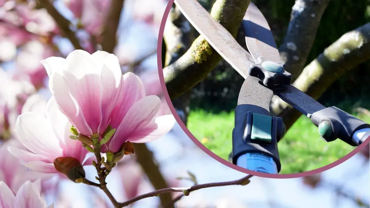 Delikatne kwiaty magnolii i sekator. Dowiedz się, kiedy ciąć magnolie, by cieszyć się ich pięknem.