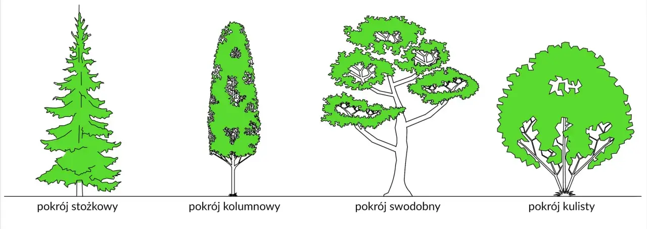 Ilustracja przedstawia cztery drzewa: stożkową jodłę lub świerk, kolumnowy pokrój, swobodny i kulisty.