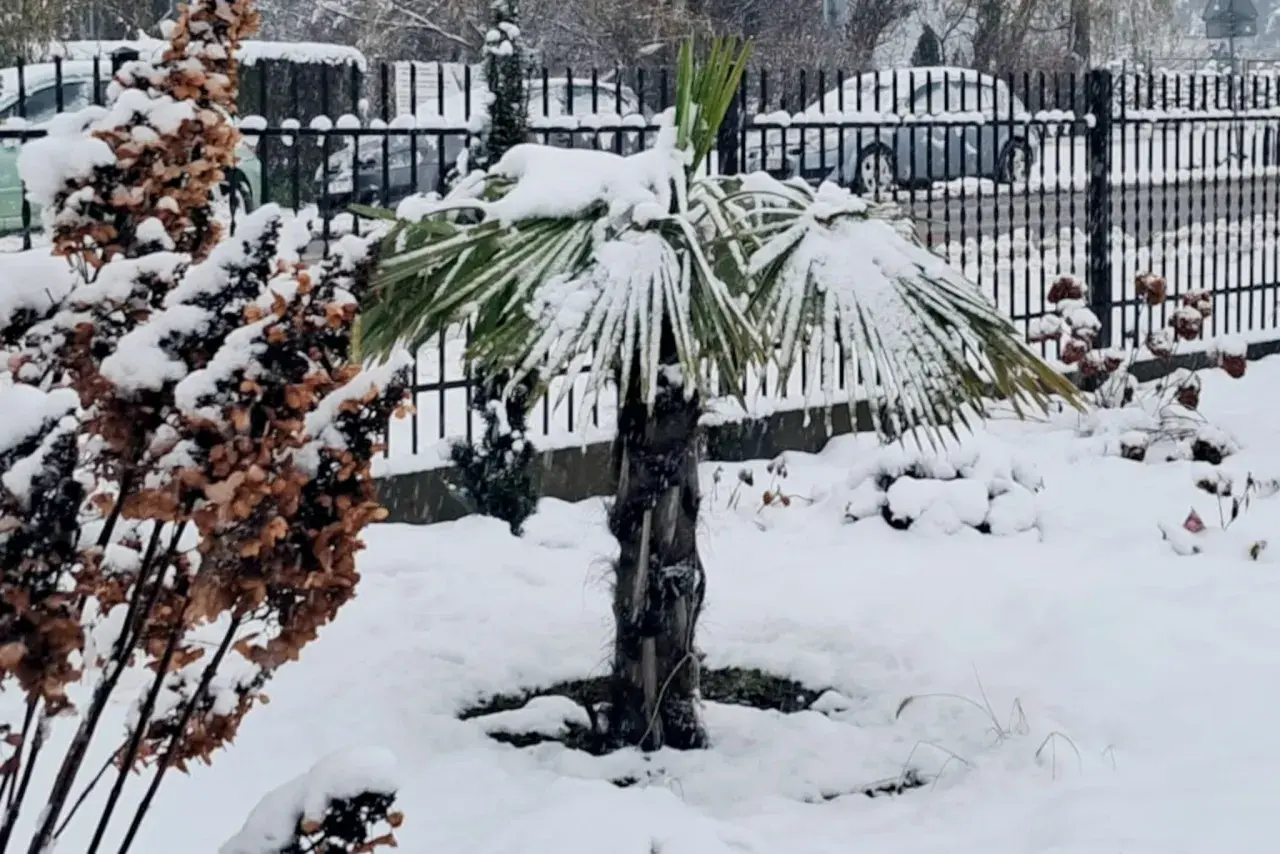 Zimowa sceneria w ogrodzie: palma pod śniegiem, obok uschnięte krzewy.