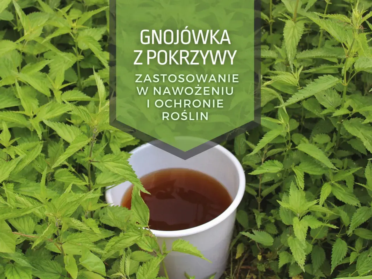 Gnojówka z pokrzywy w wiaderku, otoczona przez świeże pokrzywy. Idealna do nawożenia i ochrony roślin.