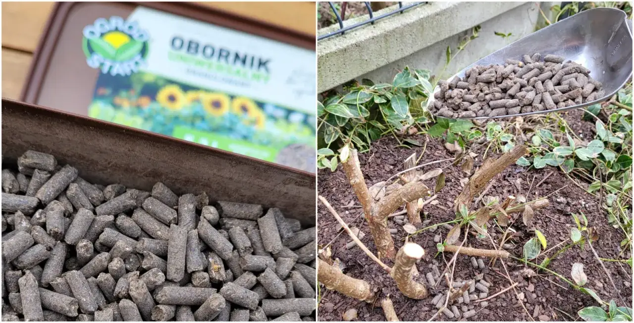 Granulat obornik w tacce i na łopatce, gotowy do użycia w ogrodzie. To naturalny nawóz, który odżywi rośliny.