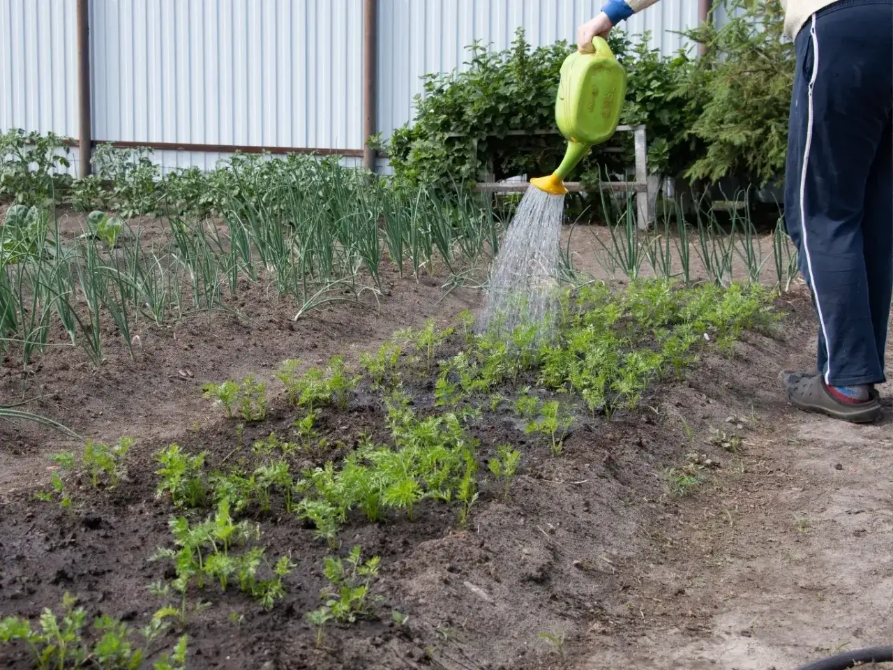 Podlewanie młodej marchewki, która świetnie zareaguje na gnojówkę z pokrzywy.