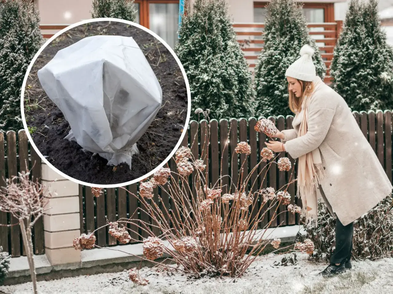 Zimowanie hortensji ogrodowej: okryta roślina w okręgu i kobieta przy zaschniętych kwiatach.