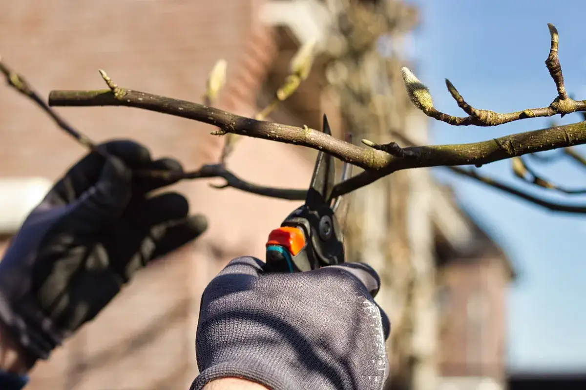 Rękawiczki i sekator przycinają gałązkę magnolii. Właściwy moment, kiedy ciąć magnolie, to klucz do jej zdrowia.