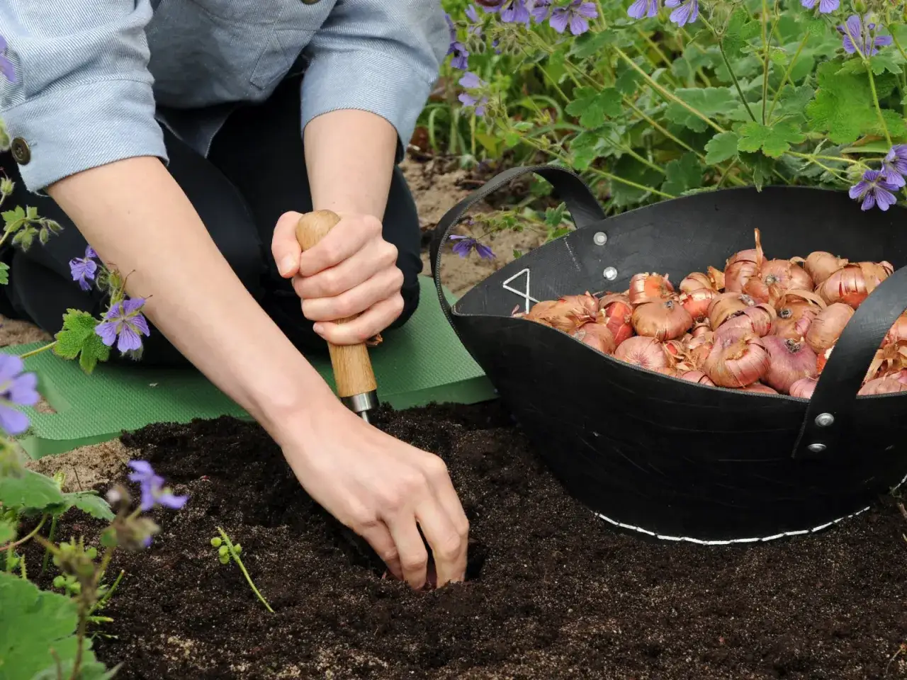 Sadzenie cebulek lilii. Właściwa ziemia do lilii to klucz do pięknych kwiatów. W koszu czekają cebulki, a ręce wsadzają je do żyznej gleby.