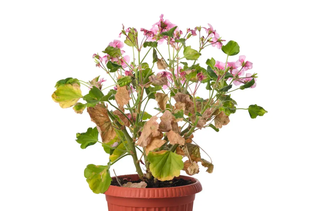 Pelargonia z żółknącymi liśćmi. Zastanawiasz się, dlaczego liście pelargonii żółkną? Przyczyn może być wiele, od niewłaściwego podlewania po brak składników odżywczych.