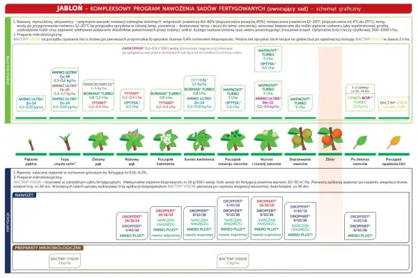 Schemat nawożenia jabłoni: od pękania pąków do zbioru, z uwzględnieniem terminów nawożenia i preparatów.