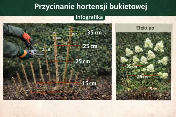 Instrukcja przycinania hortensji bukietowej: jak obcinać suche kwiaty, by uzyskać bujne kwitnienie. Pokazano cięcie na 2, 3 lub 4 pąk.