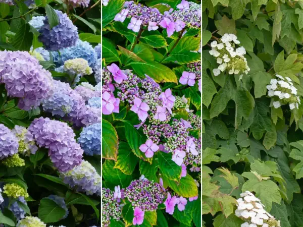 Trzy panele z hortensjami: niebieskie i fioletowe, różowe i purpurowe, białe. Piękna hortensja w cieniu.