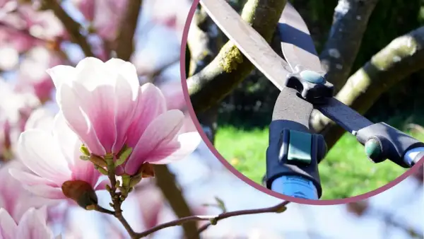 Delikatne kwiaty magnolii i sekator. Dowiedz się, kiedy ciąć magnolie, by cieszyć się ich pięknem.