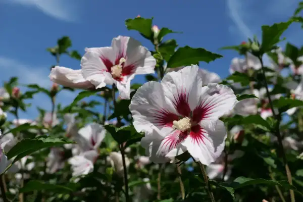 Białe kwiaty hibiskusa ogrodowego z czerwonymi żyłkami, gotowe do zimowania.