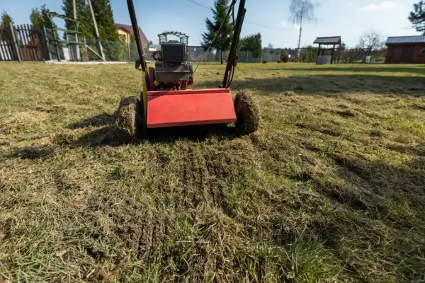 Wertykulator pracuje na trawniku, usuwając filc i przygotowując go do wiosennej pielęgnacji. Widać świeże nacięcia w ziemi.