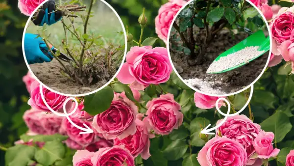 Jak dbać o róże: przycinanie pędów i nawożenie. Piękne, różowe róże kwitną obficie dzięki odpowiedniej pielęgnacji.