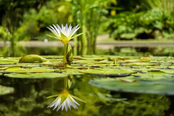 Biała lilia wodna i jej odbicie w spokojnej wodzie, wśród liści i zielonych glonów. W tle zielone rośliny.