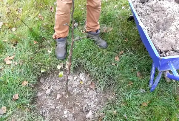 Jesienne przygotowanie gleby: obornik pod drzewka owocowe. Wózek z nawozem czeka obok.