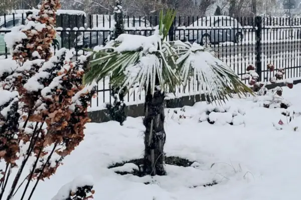Zimowa sceneria w ogrodzie: palma pod śniegiem, obok uschnięte krzewy.