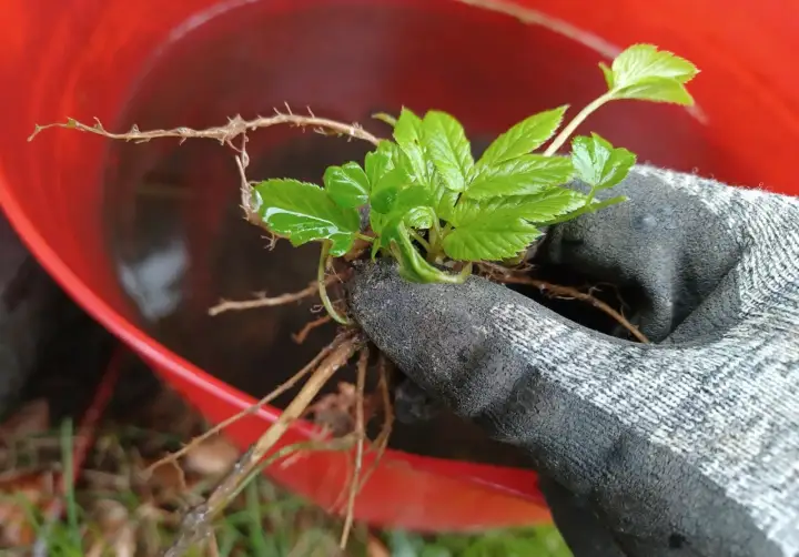 Ręka w rękawicy trzyma sadzonkę podagrycznika. W tle czerwone wiadro z wodą, być może do przygotowania gnojówki z podagrycznika.